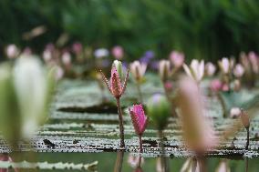 Water Lilies Of Nanning - China
