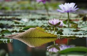 Water Lilies Of Nanning - China