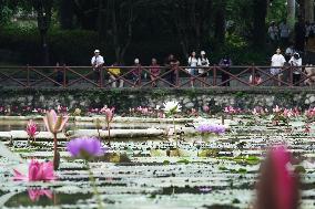 Water Lilies Of Nanning - China