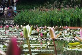 Water Lilies Of Nanning - China