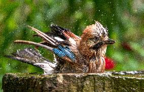 Amazing variety of birds at a stone Basin during heatwave - Paris