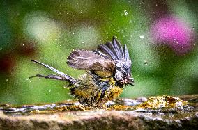 Amazing variety of birds at a stone Basin during heatwave - Paris