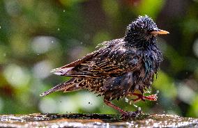Amazing variety of birds at a stone Basin during heatwave - Paris