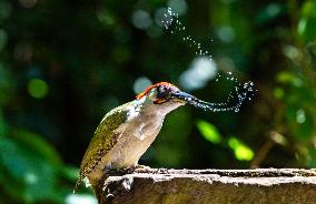 Amazing variety of birds at a stone Basin during heatwave - Paris