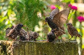 Amazing variety of birds at a stone Basin during heatwave - Paris