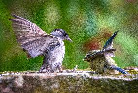 Amazing variety of birds at a stone Basin during heatwave - Paris
