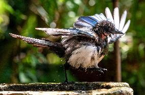 Amazing variety of birds at a stone Basin during heatwave - Paris