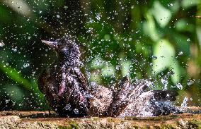 Amazing variety of birds at a stone Basin during heatwave - Paris