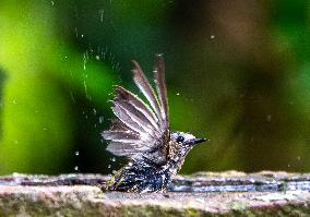 Amazing variety of birds at a stone Basin during heatwave - Paris