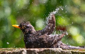 Amazing variety of birds at a stone Basin during heatwave - Paris