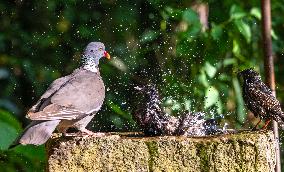 Amazing variety of birds at a stone Basin during heatwave - Paris