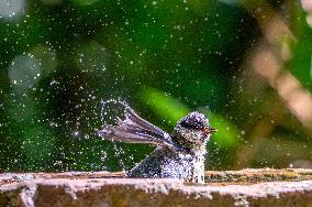 Amazing variety of birds at a stone Basin during heatwave - Paris