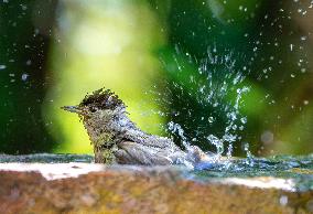 Amazing variety of birds at a stone Basin during heatwave - Paris