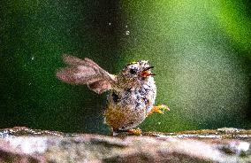 Amazing variety of birds at a stone Basin during heatwave - Paris