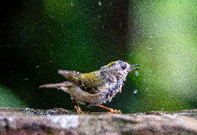 Amazing variety of birds at a stone Basin during heatwave - Paris