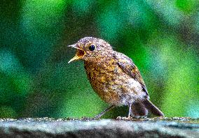 Amazing variety of birds at a stone Basin during heatwave - Paris