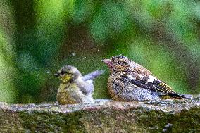 Amazing variety of birds at a stone Basin during heatwave - Paris