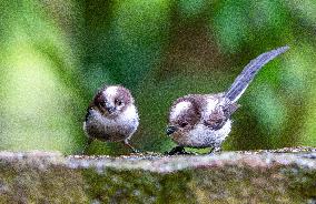 Amazing variety of birds at a stone Basin during heatwave - Paris