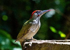 Amazing variety of birds at a stone Basin during heatwave - Paris