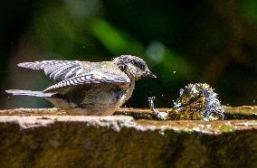 Amazing variety of birds at a stone Basin during heatwave - Paris