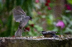 Amazing variety of birds at a stone Basin during heatwave - Paris