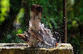 Amazing variety of birds at a stone Basin during heatwave - Paris