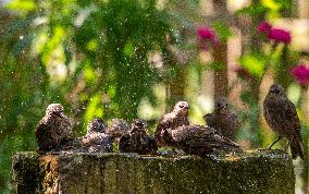 Amazing variety of birds at a stone Basin during heatwave - Paris