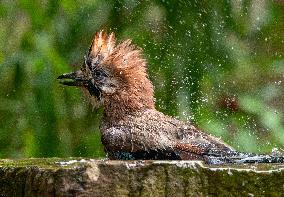 Amazing variety of birds at a stone Basin during heatwave - Paris