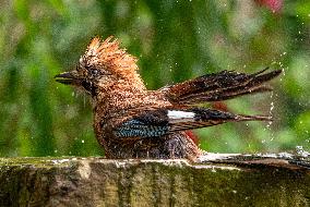 Amazing variety of birds at a stone Basin during heatwave - Paris