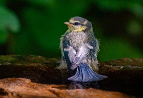 Amazing variety of birds at a stone Basin during heatwave - Paris