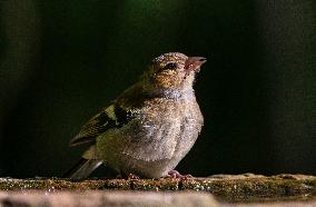 Amazing variety of birds at a stone Basin during heatwave - Paris