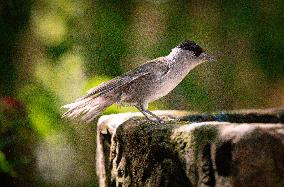Amazing variety of birds at a stone Basin during heatwave - Paris