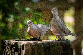 Amazing variety of birds at a stone Basin during heatwave - Paris