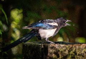 Amazing variety of birds at a stone Basin during heatwave - Paris