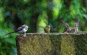 Amazing variety of birds at a stone Basin during heatwave - Paris