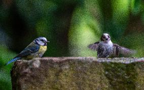 Amazing variety of birds at a stone Basin during heatwave - Paris