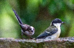Amazing variety of birds at a stone Basin during heatwave - Paris