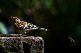 Amazing variety of birds at a stone Basin during heatwave - Paris