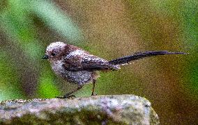 Amazing variety of birds at a stone Basin during heatwave - Paris