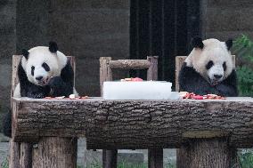 Chongqing Zoo Giant Panda