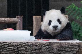 Chongqing Zoo Giant Panda