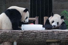 Chongqing Zoo Giant Panda