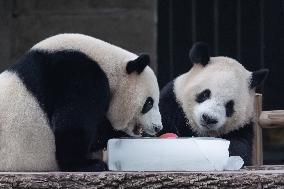 Chongqing Zoo Giant Panda