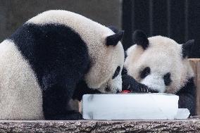 Chongqing Zoo Giant Panda