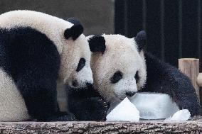 Chongqing Zoo Giant Panda