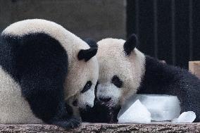 Chongqing Zoo Giant Panda
