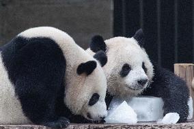 Chongqing Zoo Giant Panda