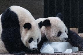 Chongqing Zoo Giant Panda
