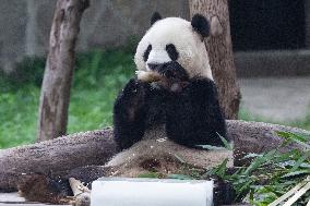 Chongqing Zoo Giant Panda