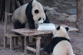 Chongqing Zoo Giant Panda